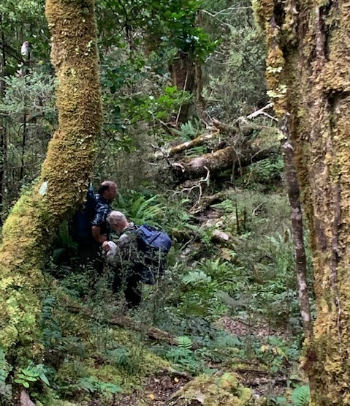 Lake Hauroko Bush