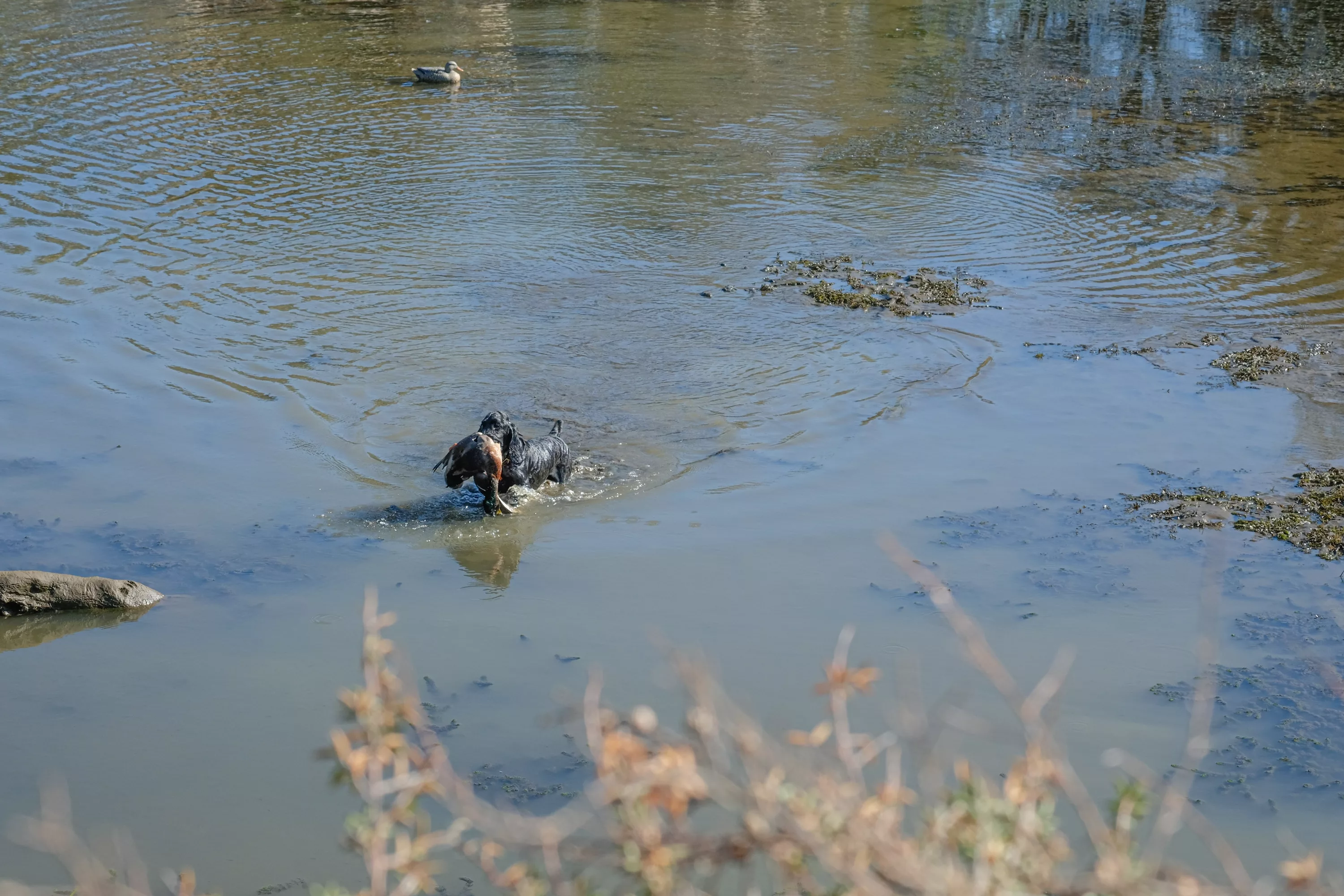 Dog retrieves a duck