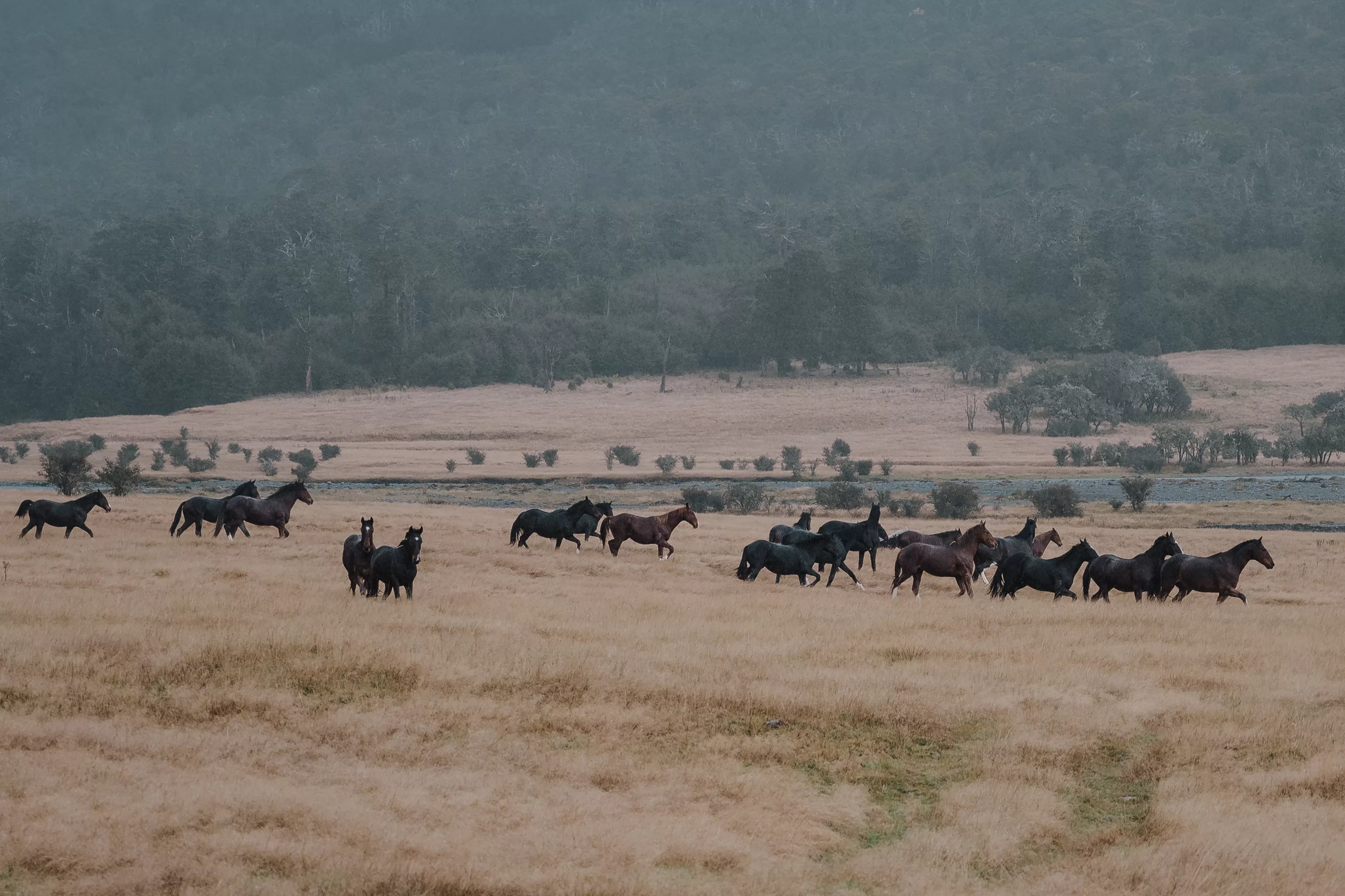 St James Wild horses