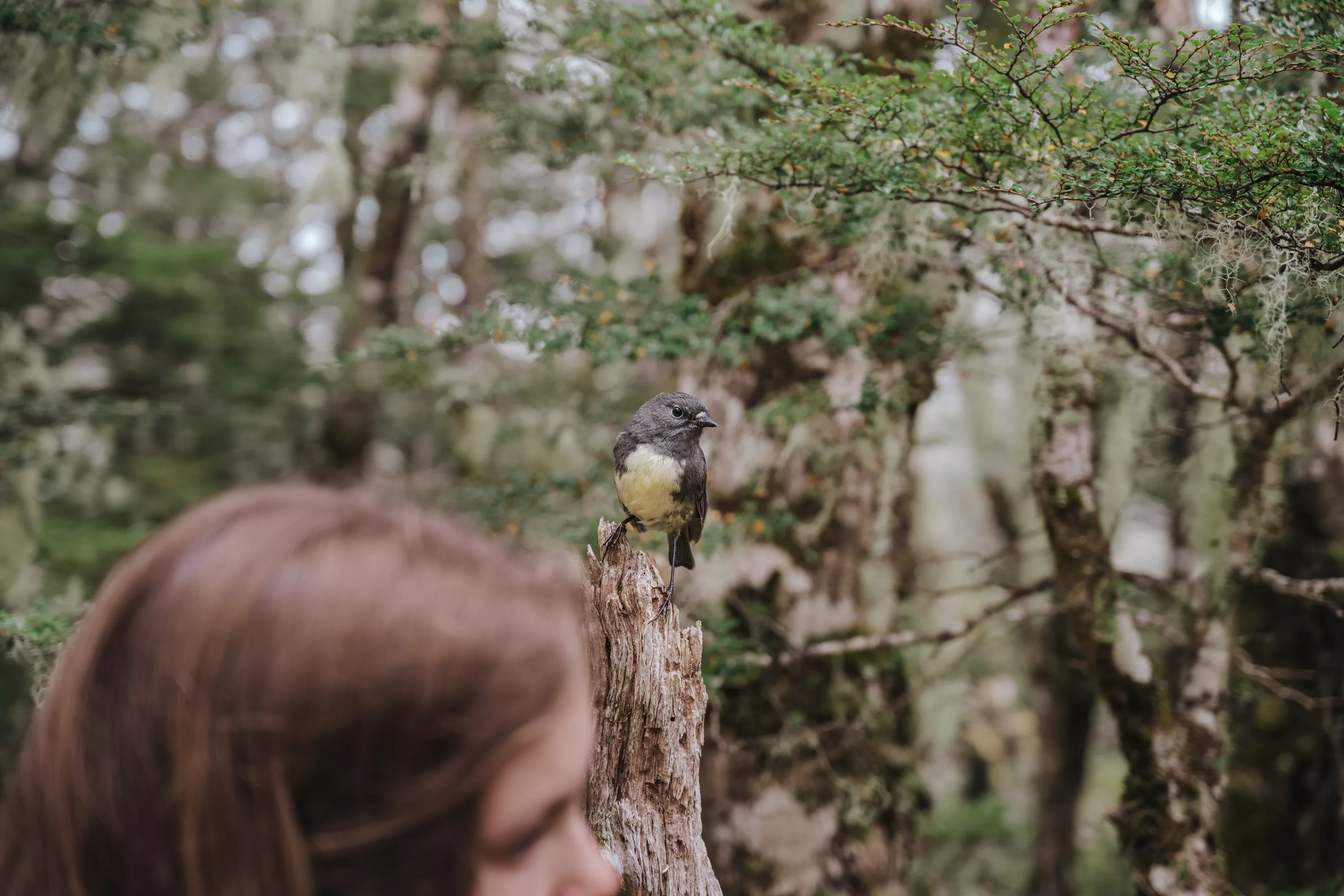 Toutouwai Robin