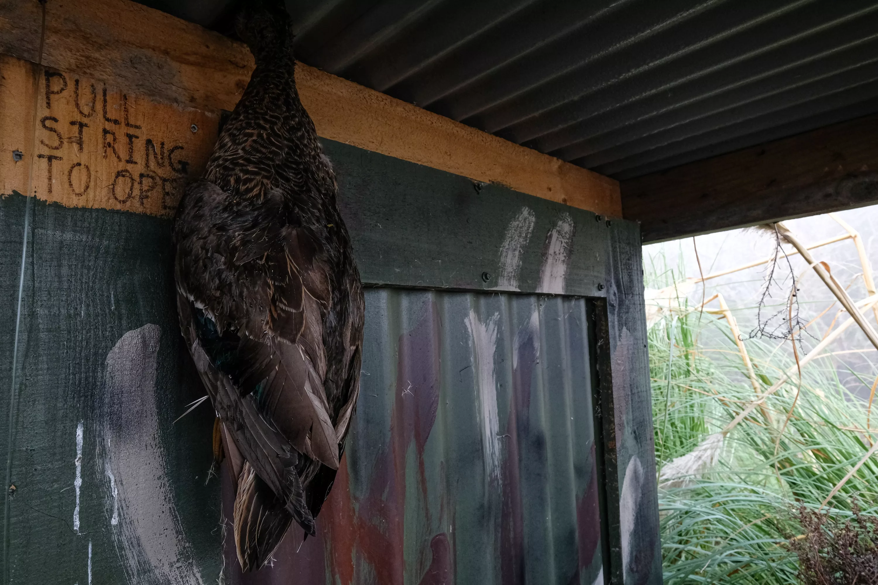 Mallard duck hunting in NZ 2022